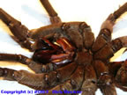 Theraphosa leblondi